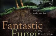 Fantastic Fungi เห็ดมหัศจรรย์ (2019)