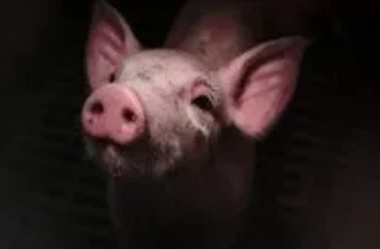 Pignorant (2024)